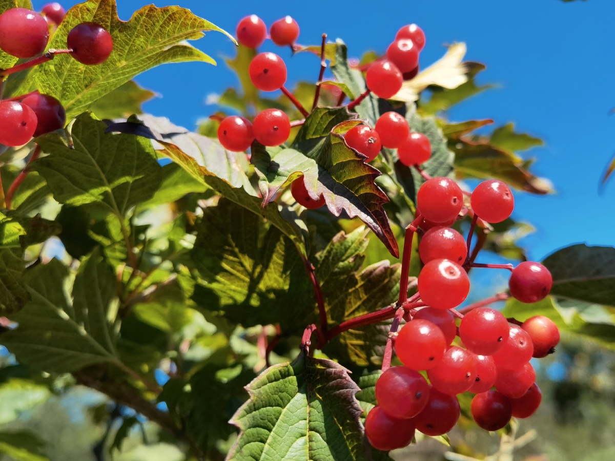 秦岭野果天目琼花鸡树条