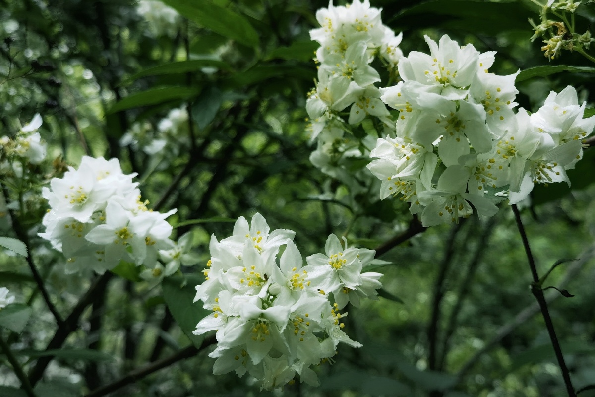 秦岭野生植物光萼溲疏