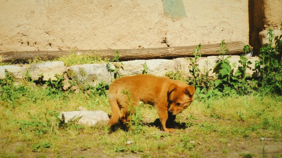 秦岭山村里的小黄狗