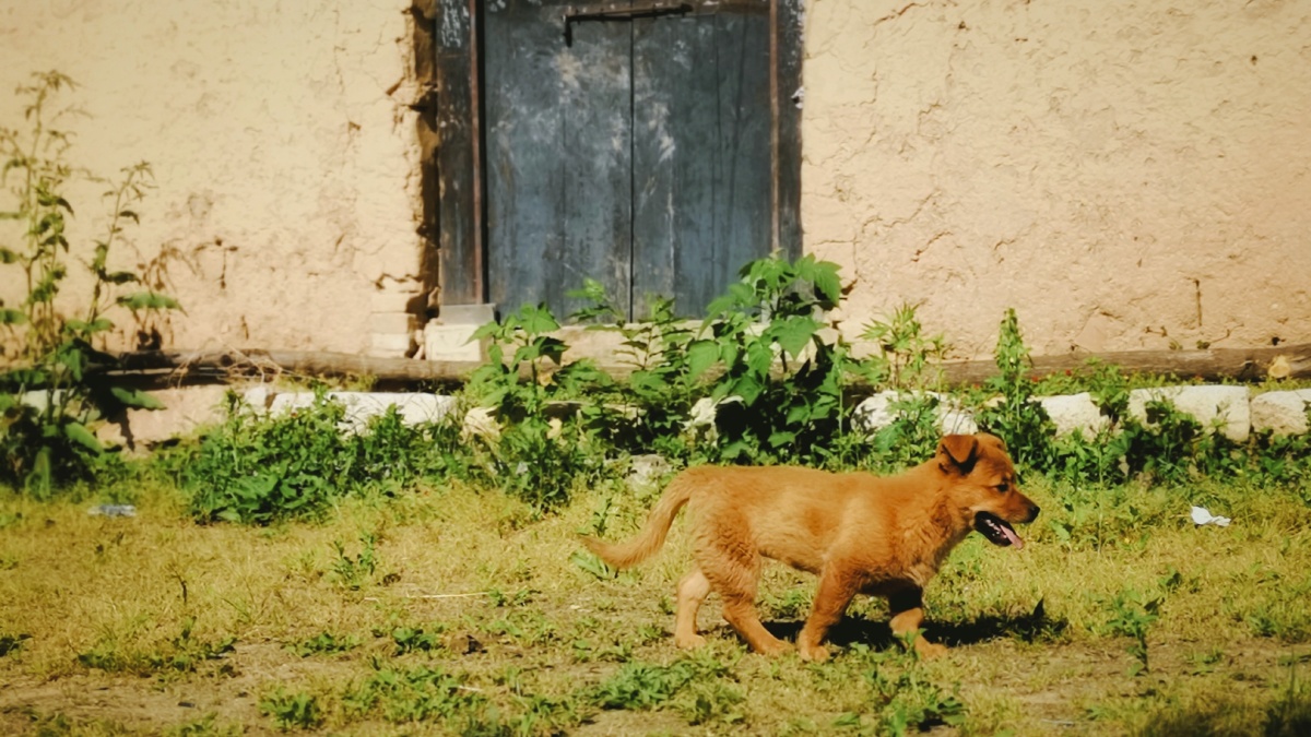 秦岭山村里的小黄狗