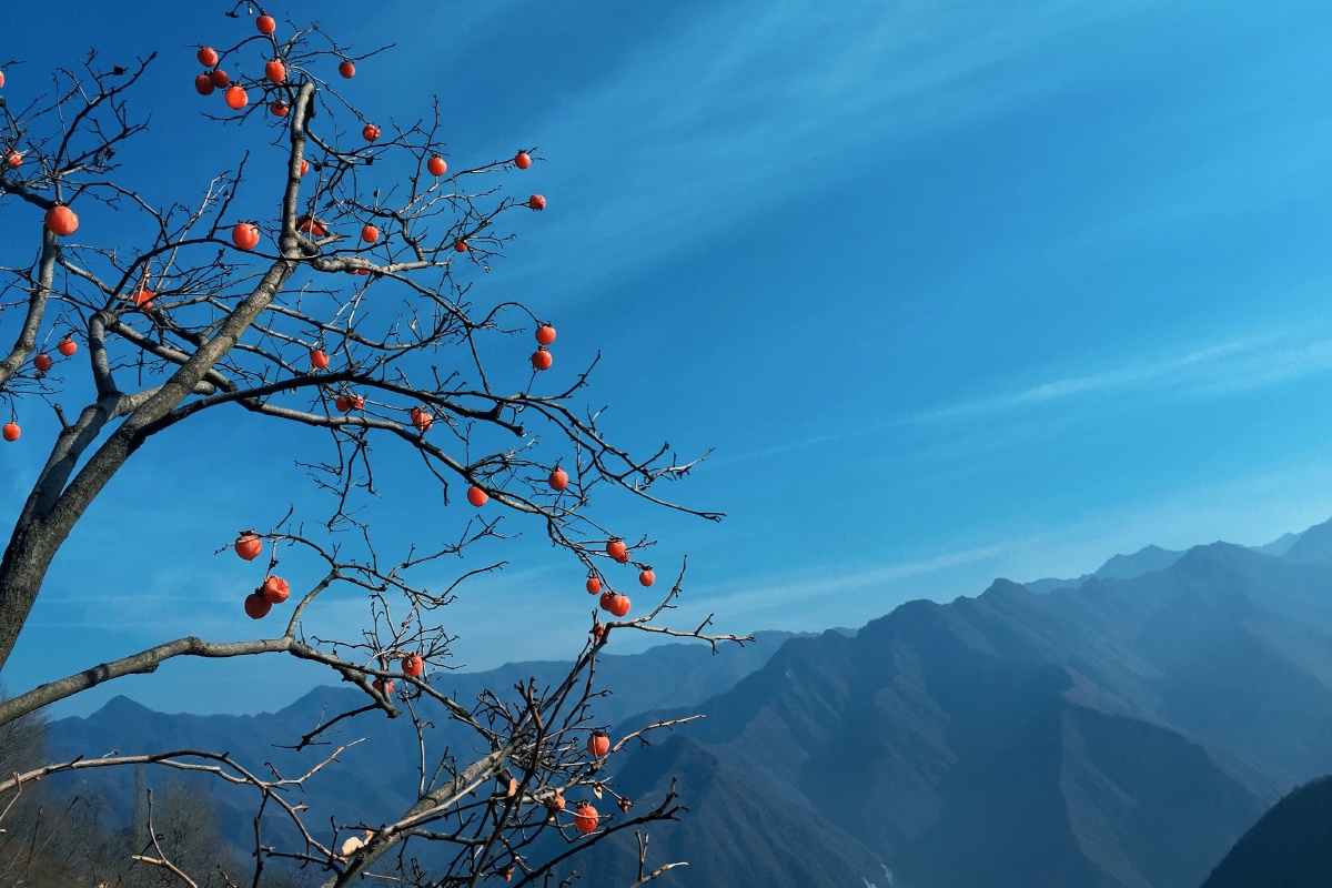 风光今日天空绝了冬季支树秦岭#柿子树风景#柿子_del_户外89440景观