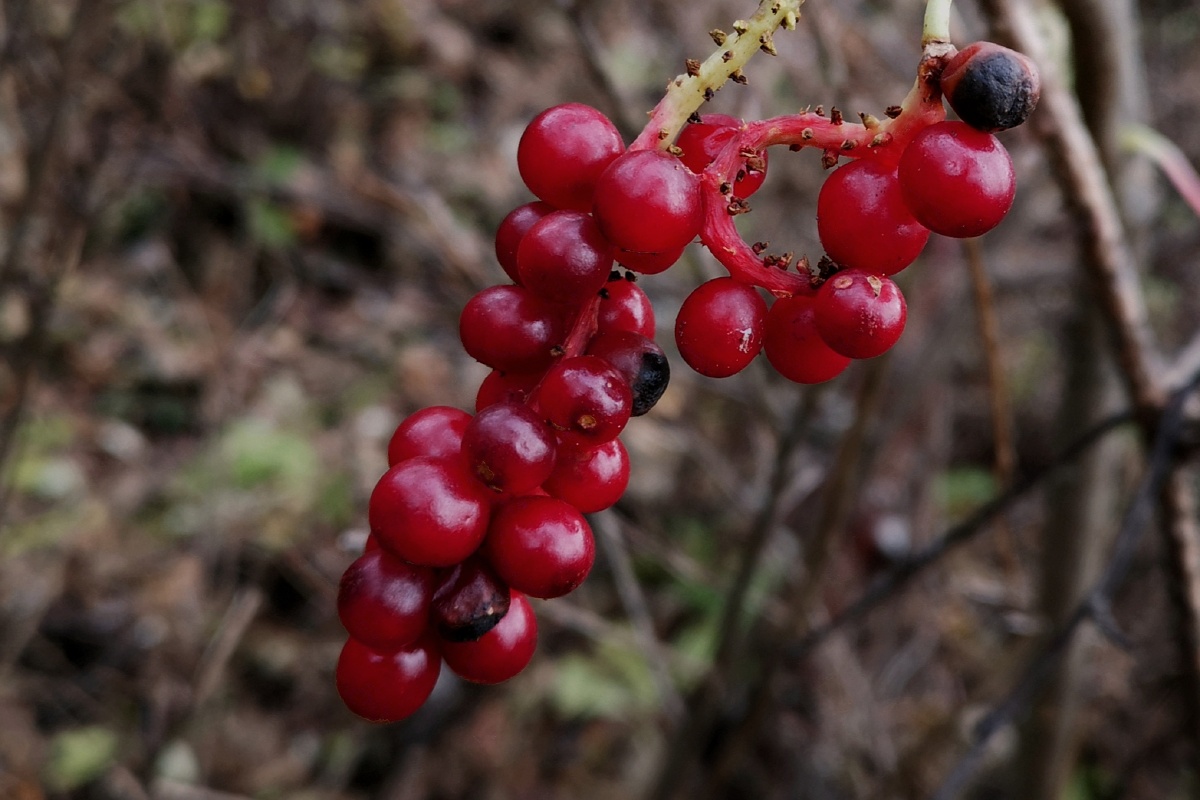 秦岭山里的野果五味子