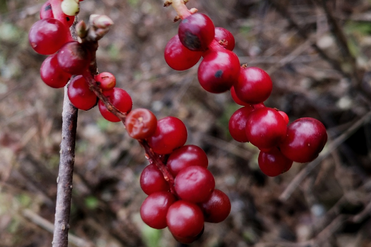 秦岭山里的野果五味子