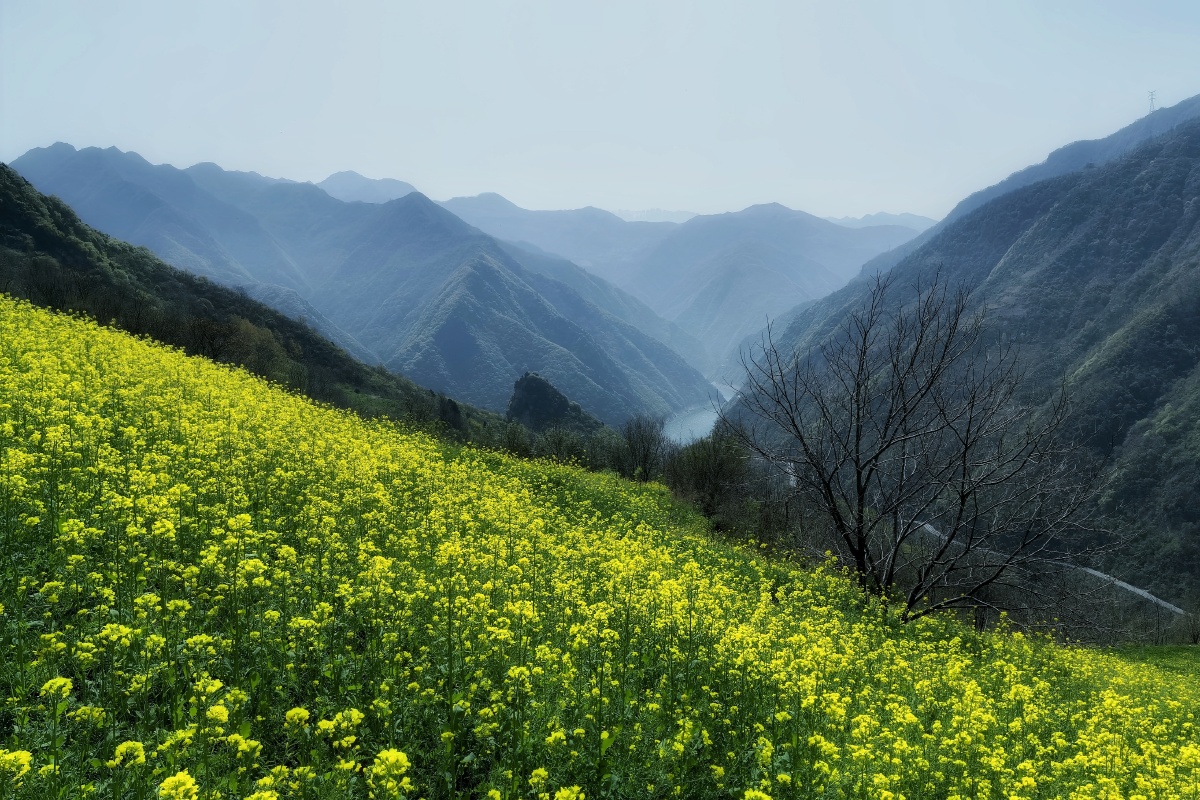 秦岭山上的野生油菜花海