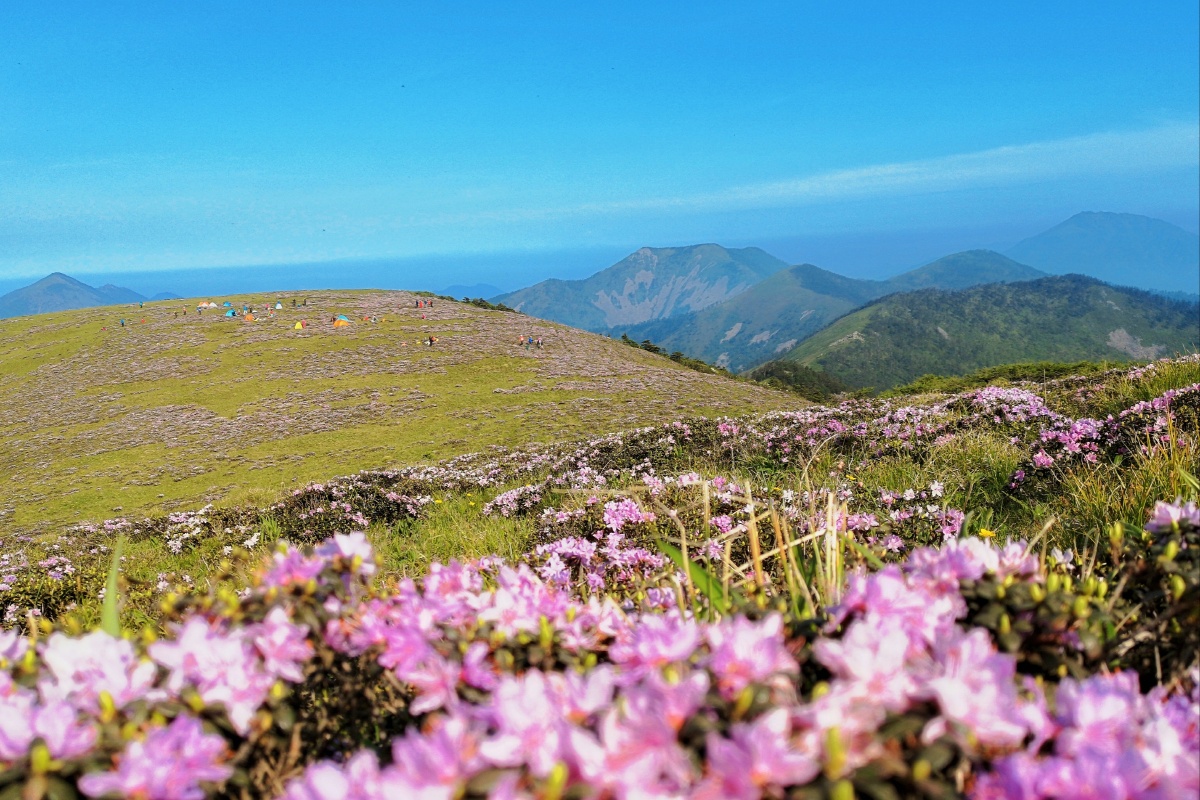 秦岭西梁高山杜鹃花海