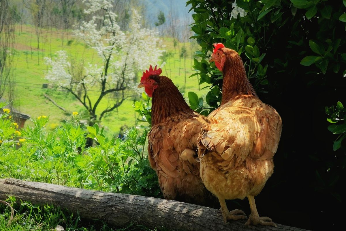 两只母鸡和他们的田园生活 - zest099 - 图虫