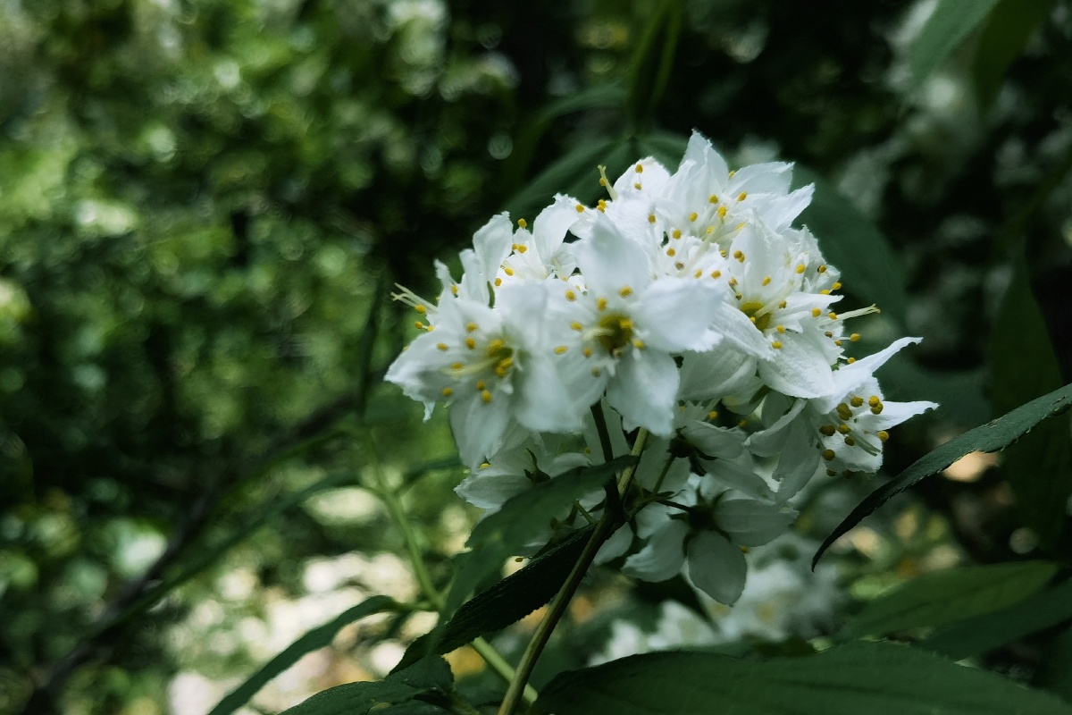 秦岭野生植物光萼溲疏