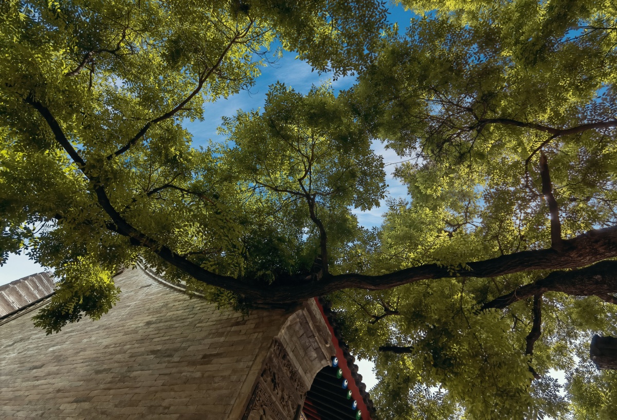 西安小雁塔内的国槐