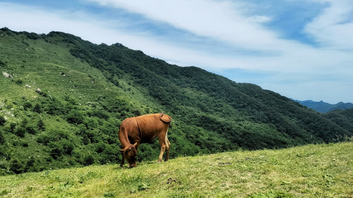 秦岭山上自由自在的大黄牛