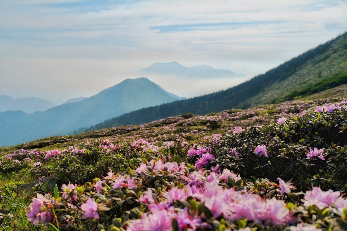 秦岭西梁杜鹃花海