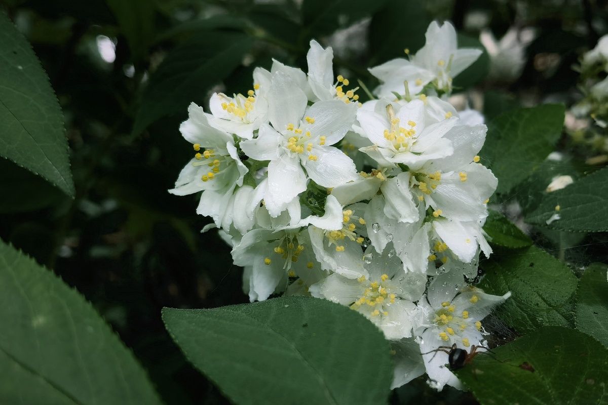 秦岭野生植物光萼溲疏