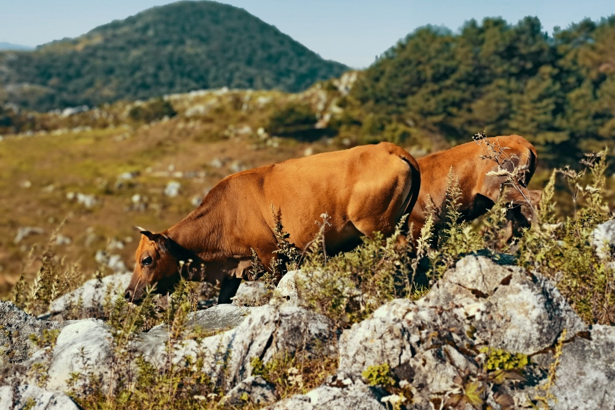 秦岭山的大黄牛