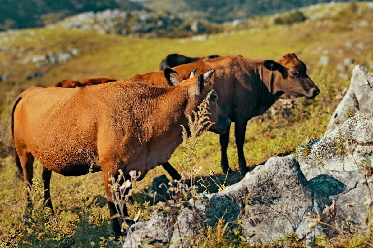 秦岭山的大黄牛