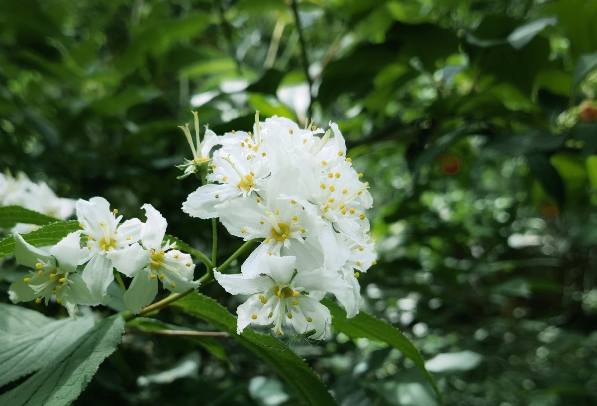 秦岭野生植物光萼溲疏