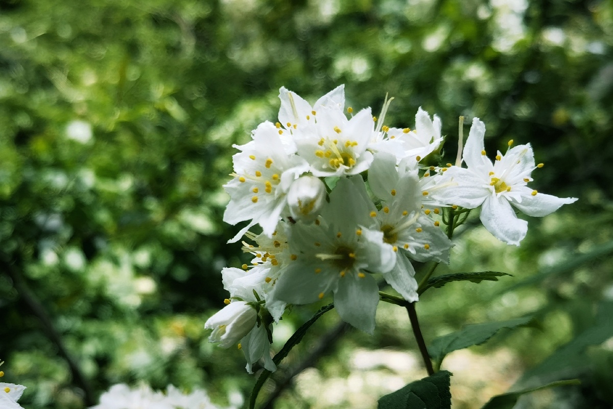 秦岭野生植物光萼溲疏