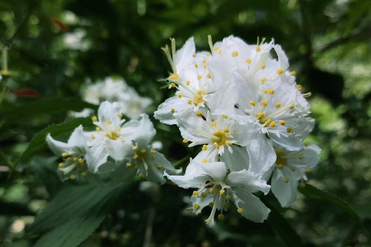 秦岭野生植物光萼溲疏