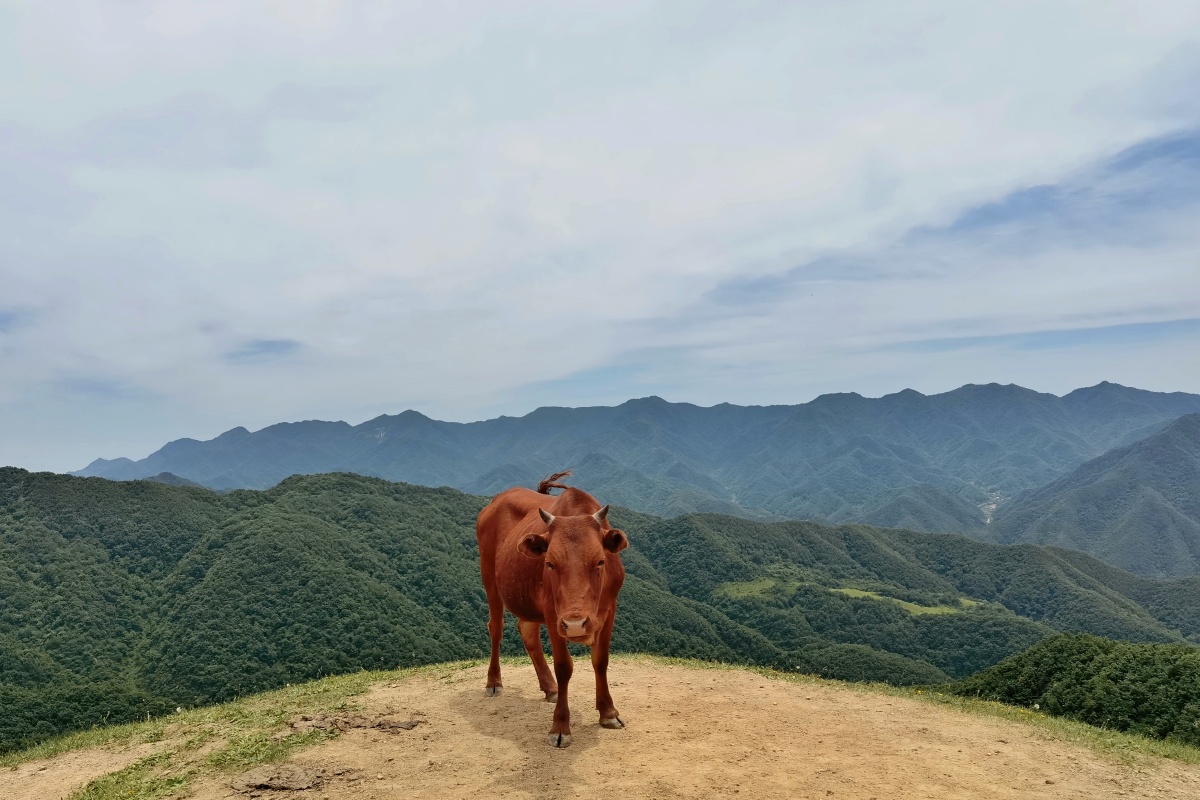一组秦岭山里的大黄牛