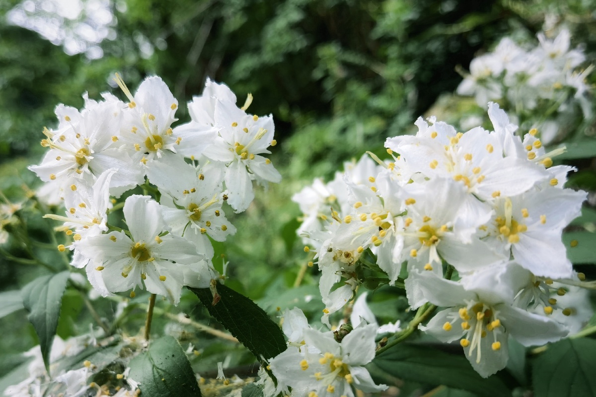 秦岭野生植物光萼溲疏