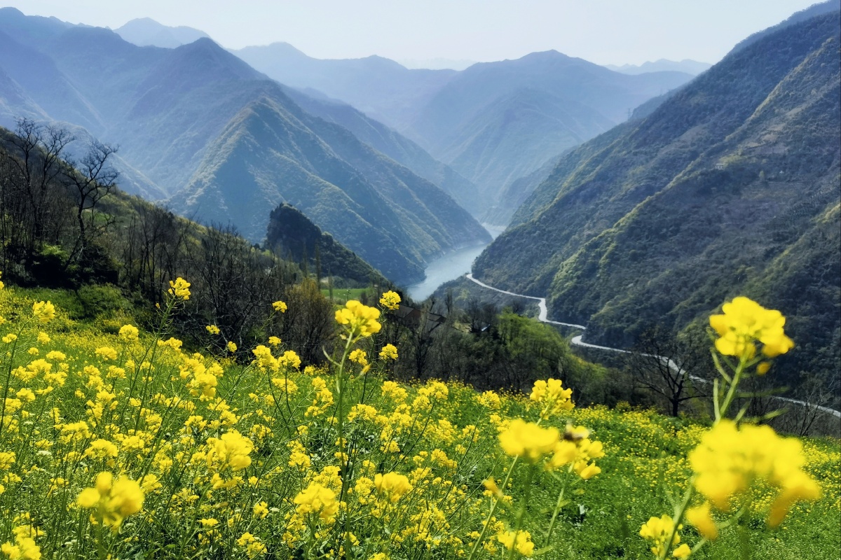 秦岭山上的油菜花海