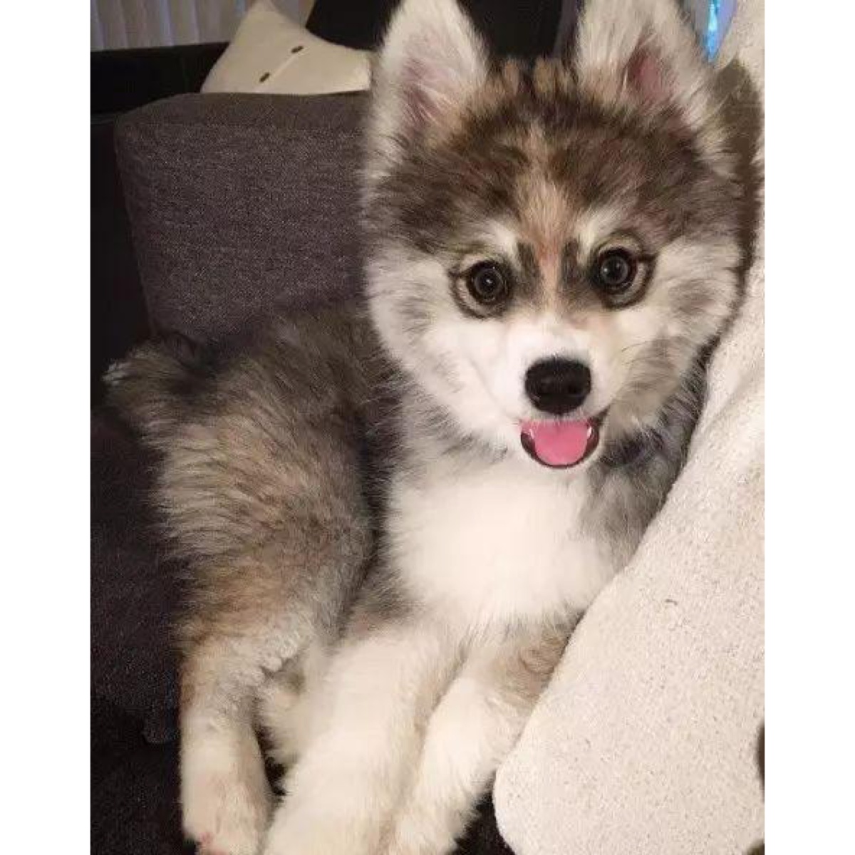 这个博士奇哈士美真的太萌啦