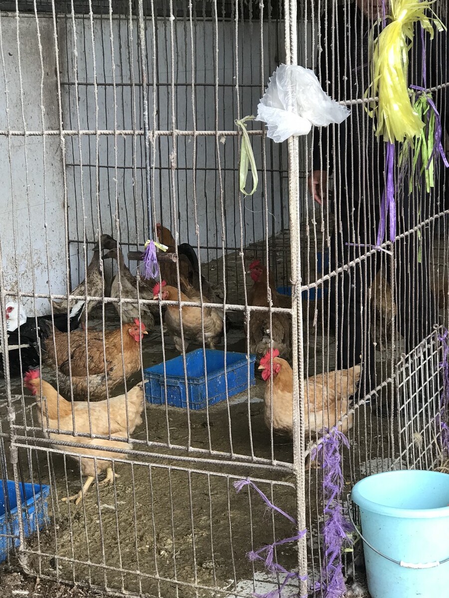 养殖鸡网子,本地首个网养鸡苗养殖基地供您参观