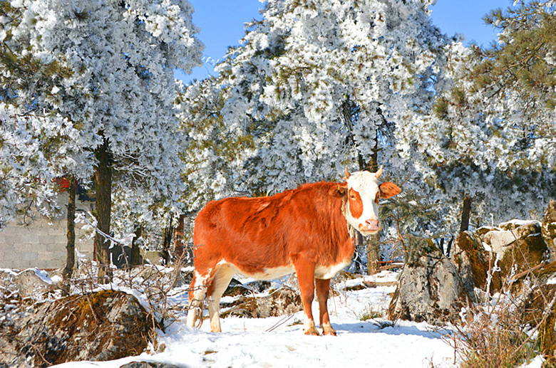 雪中牛