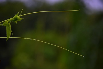 159466