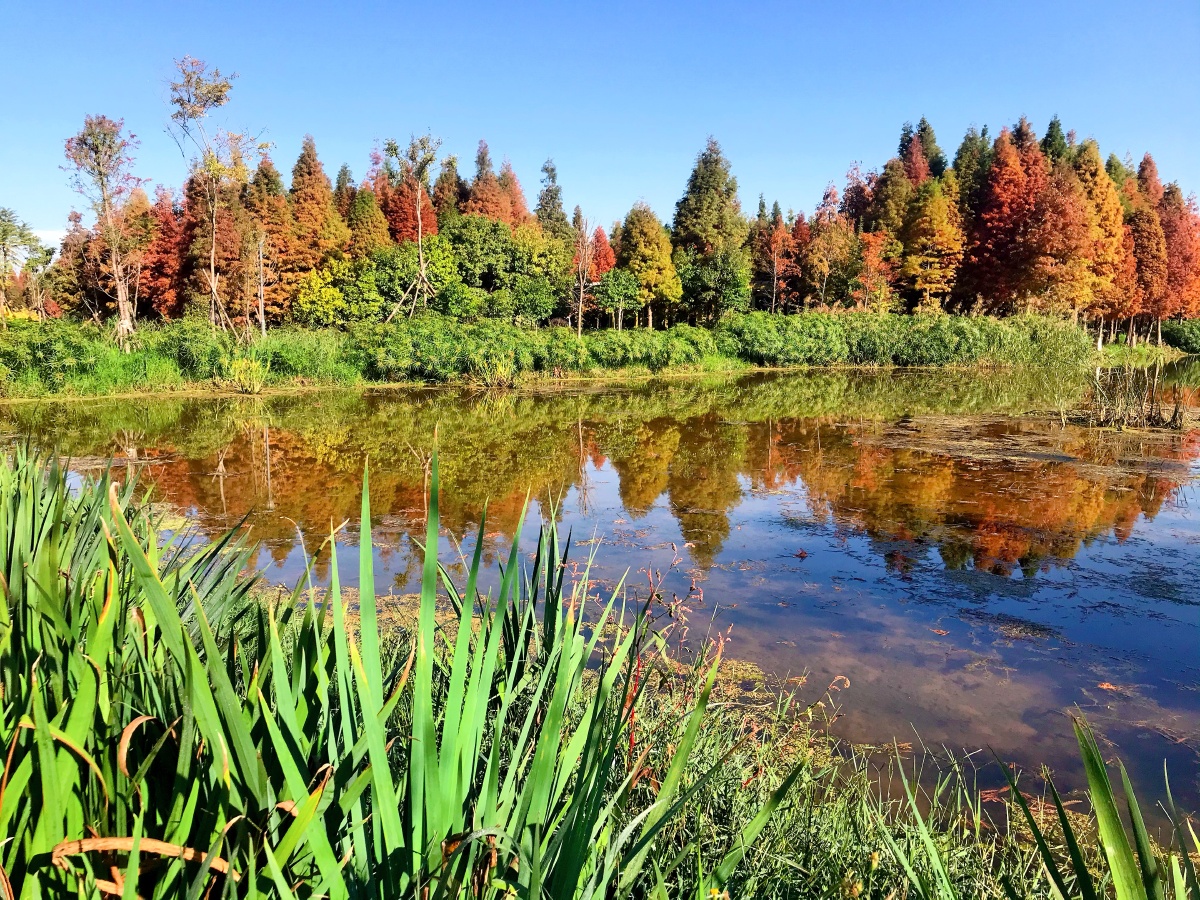 昆明海洪湿地公园自然风景优美