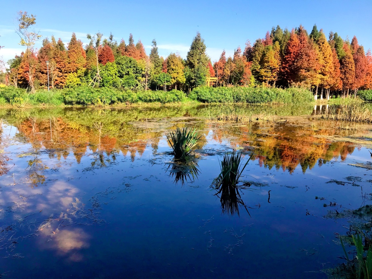 昆明海洪湿地公园自然风景优美