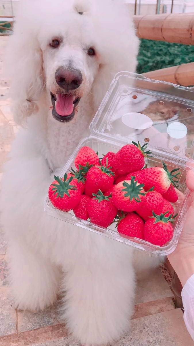 宠物狗可以吃栗子吗