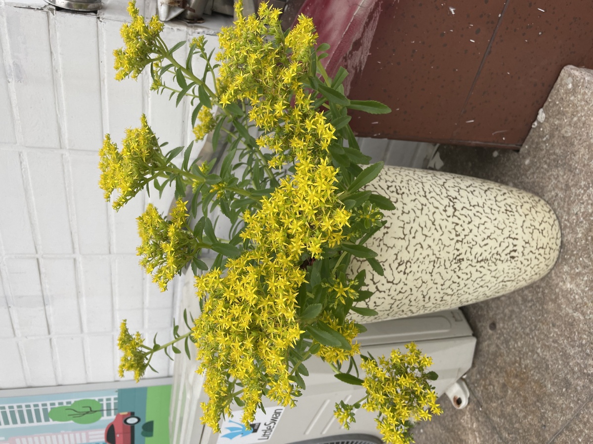 被遗忘的费菜,已自成风景 - 笨笨柳 - 图虫