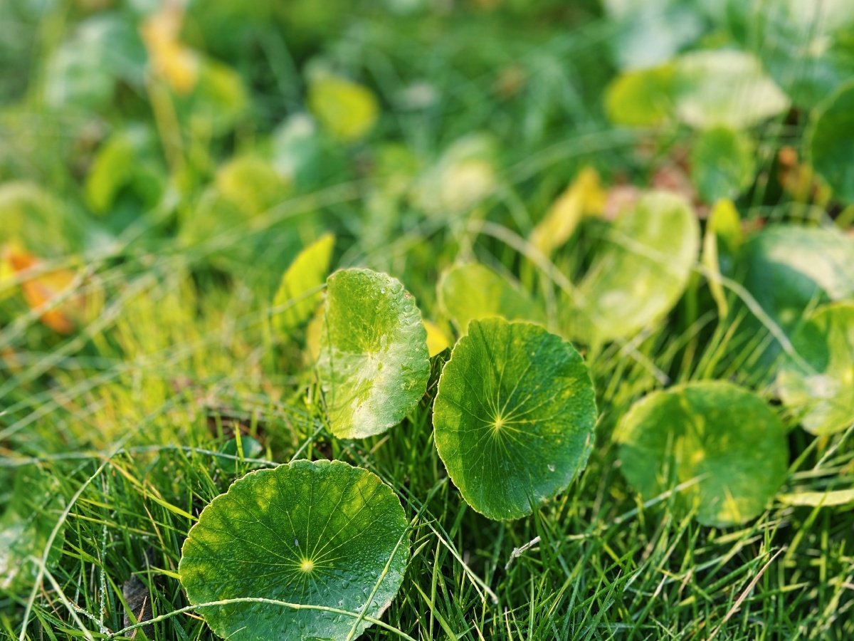 植物志西双版纳傣族园的花花草草一