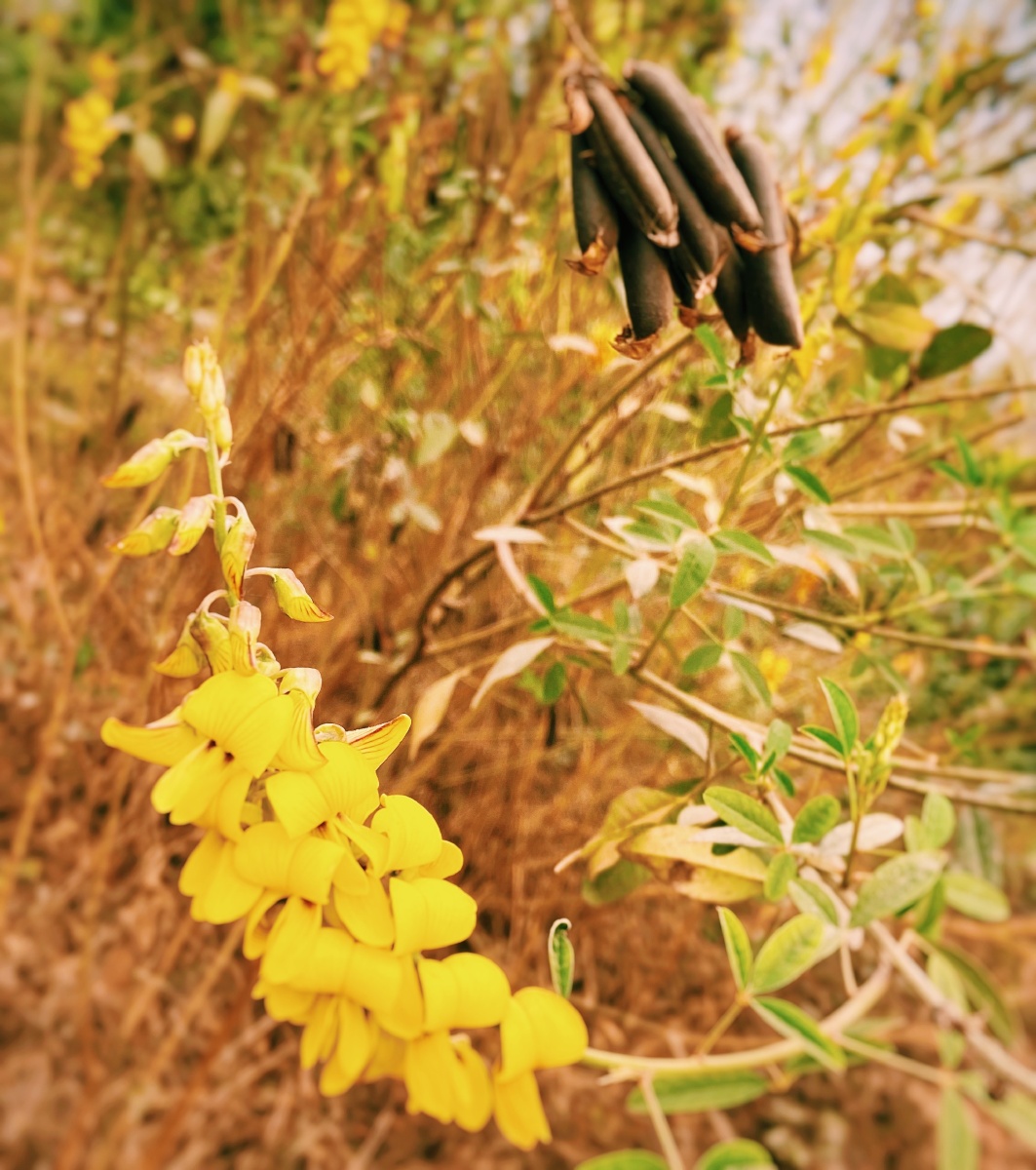 植物志西双版纳傣族园的花花草草三