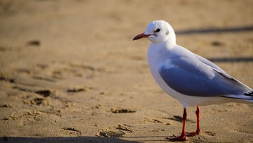 278444