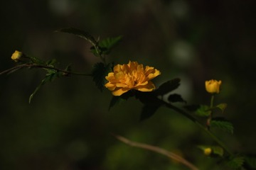1007181