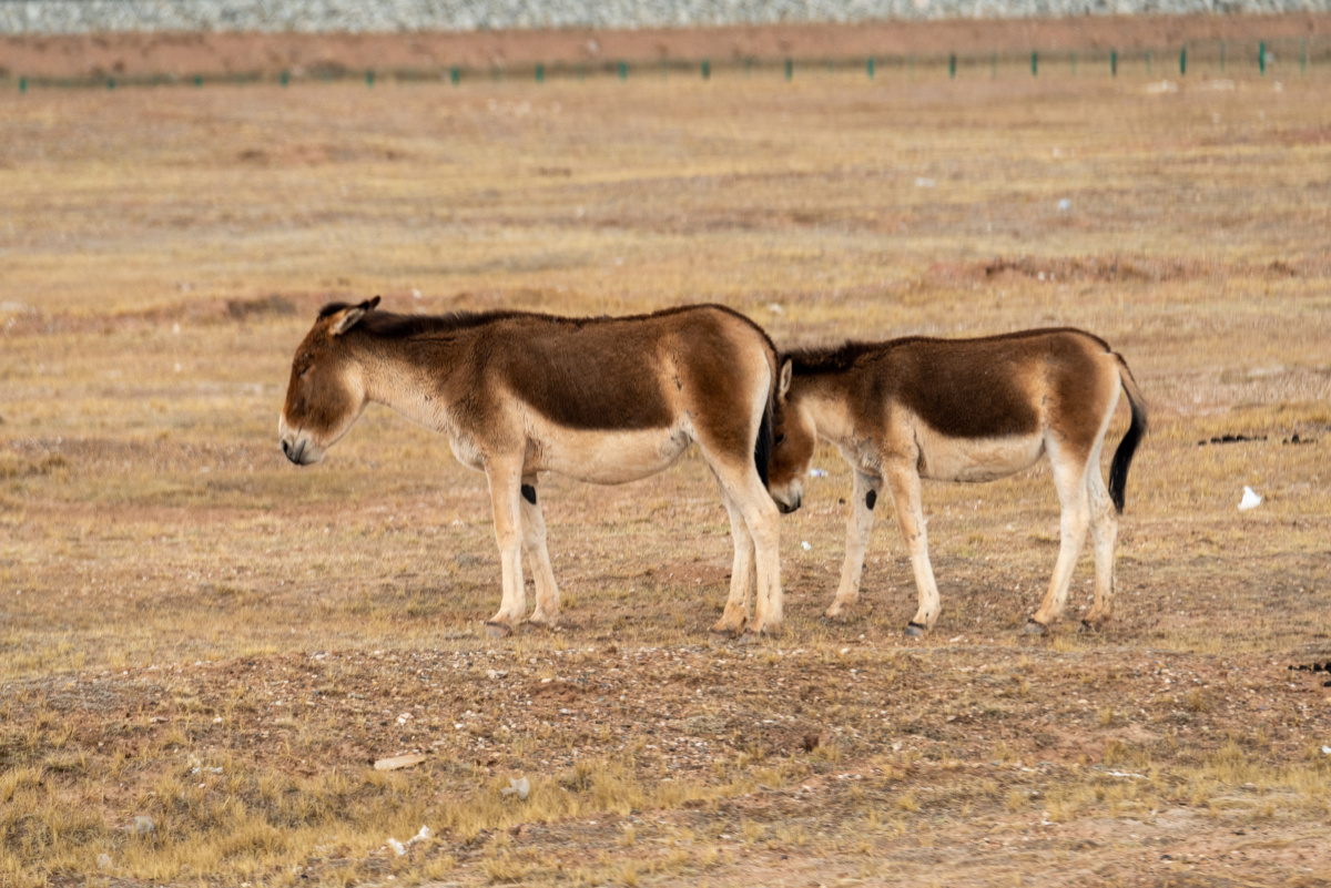 可可西里藏野驴