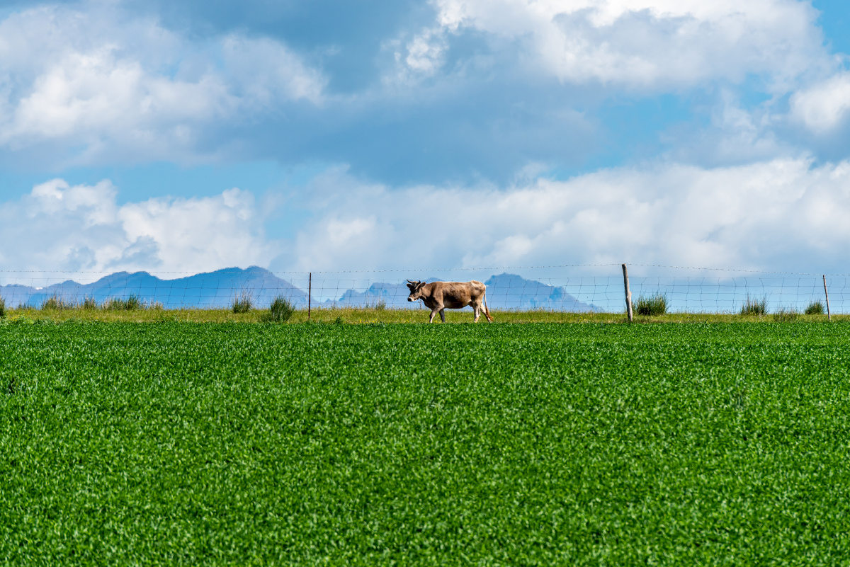 昭苏草原上的牛