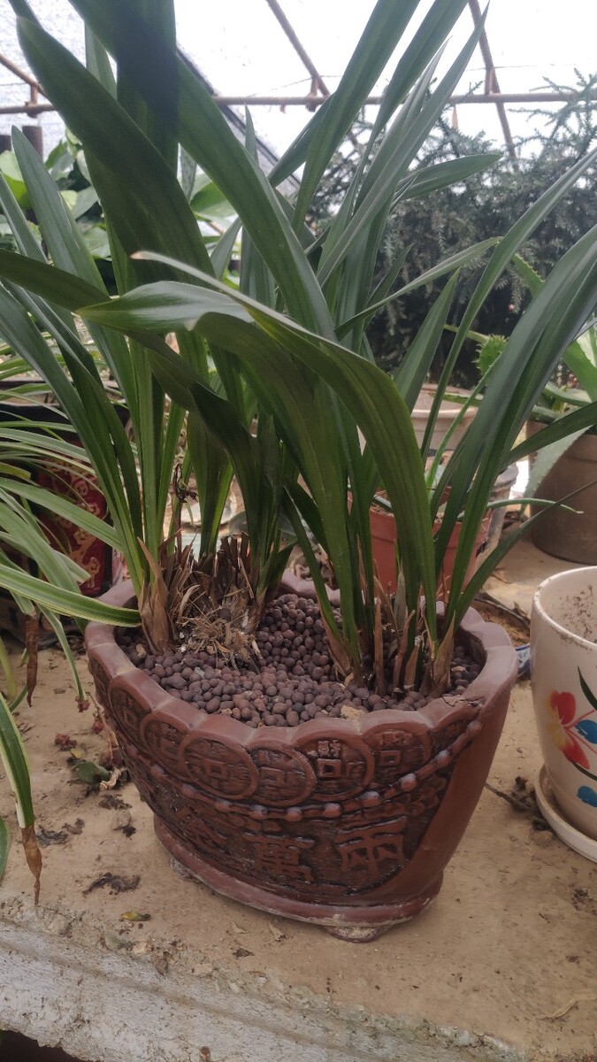 龙纹花盆适合种什么用