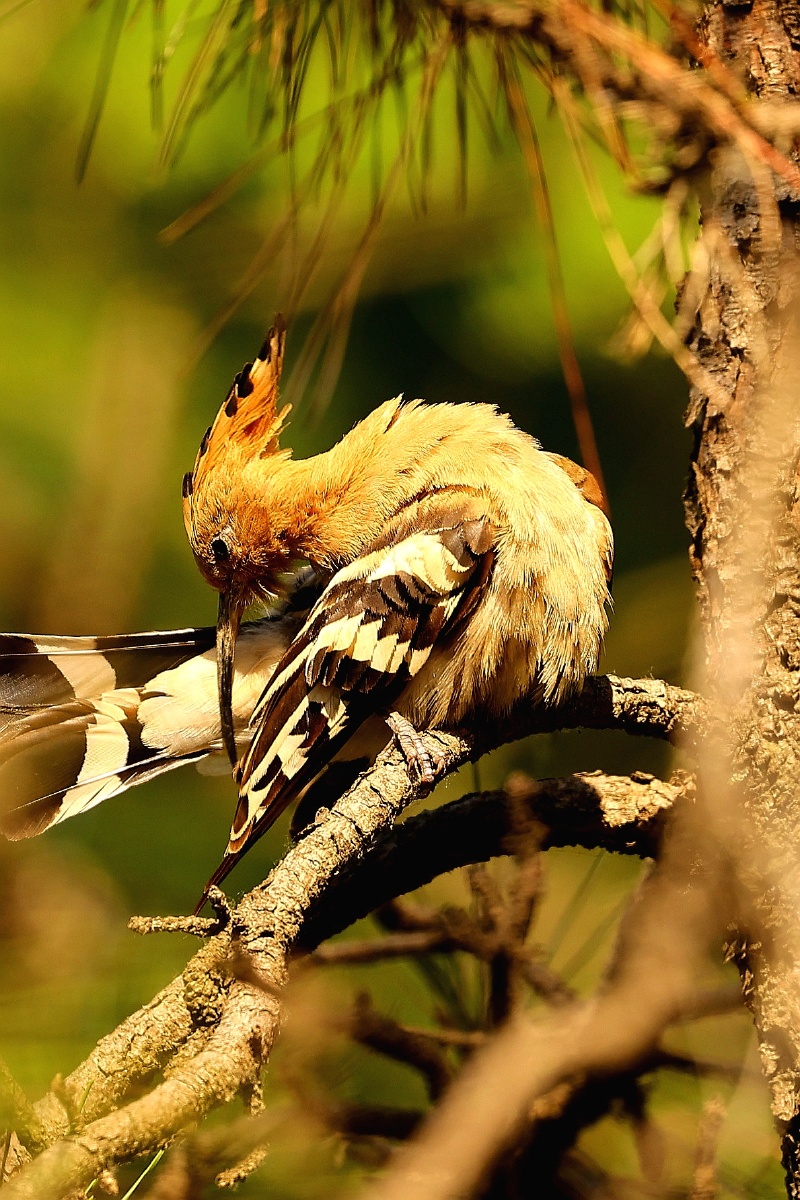 一组戴胜幼鸟照