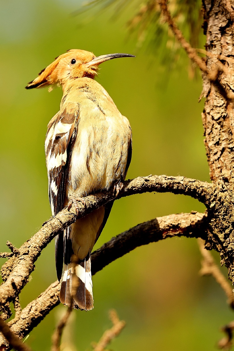 一组戴胜幼鸟照