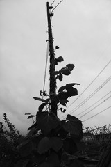 146581