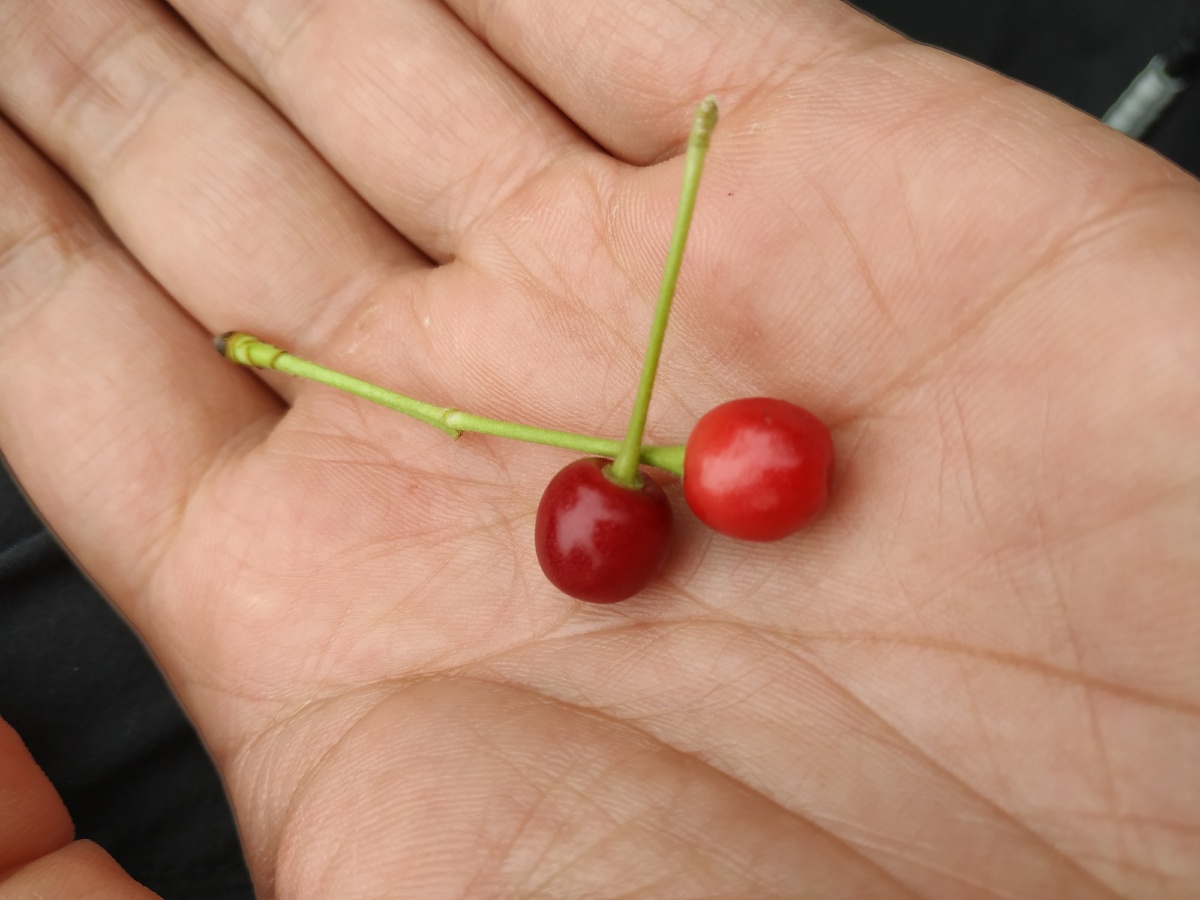 日本樱花结的果子