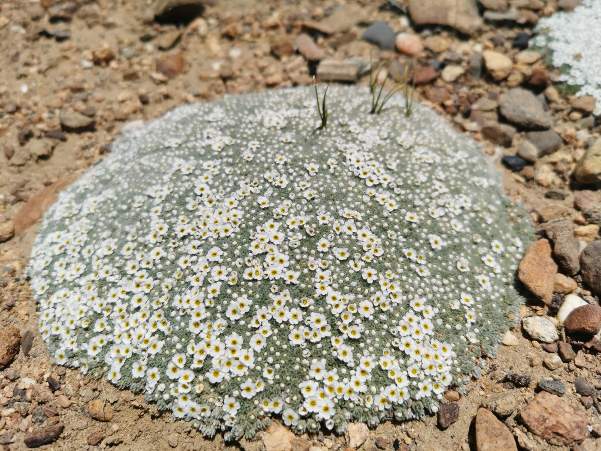 西藏的垫状点地梅