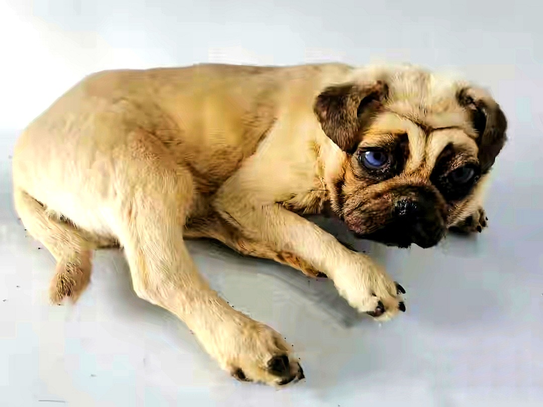 忠诚著名标本大师董涛作品