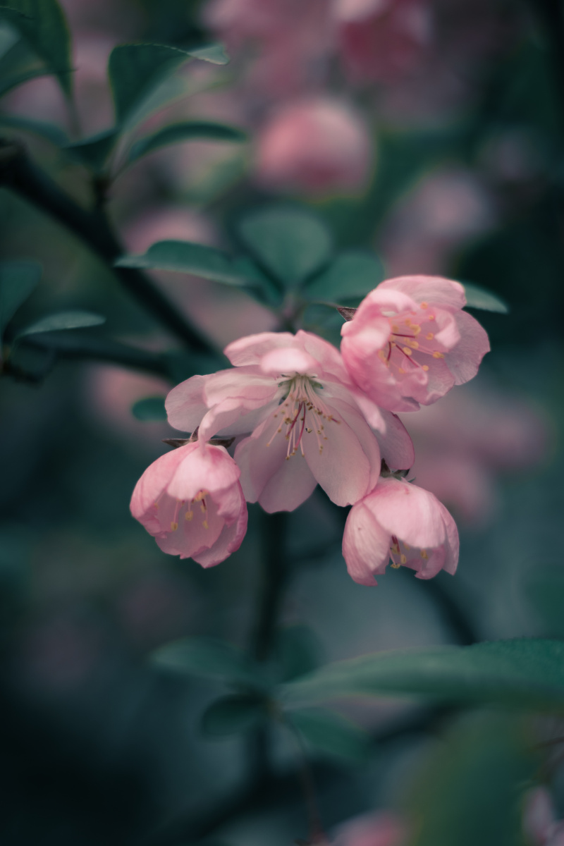 800_1200竖版 竖屏