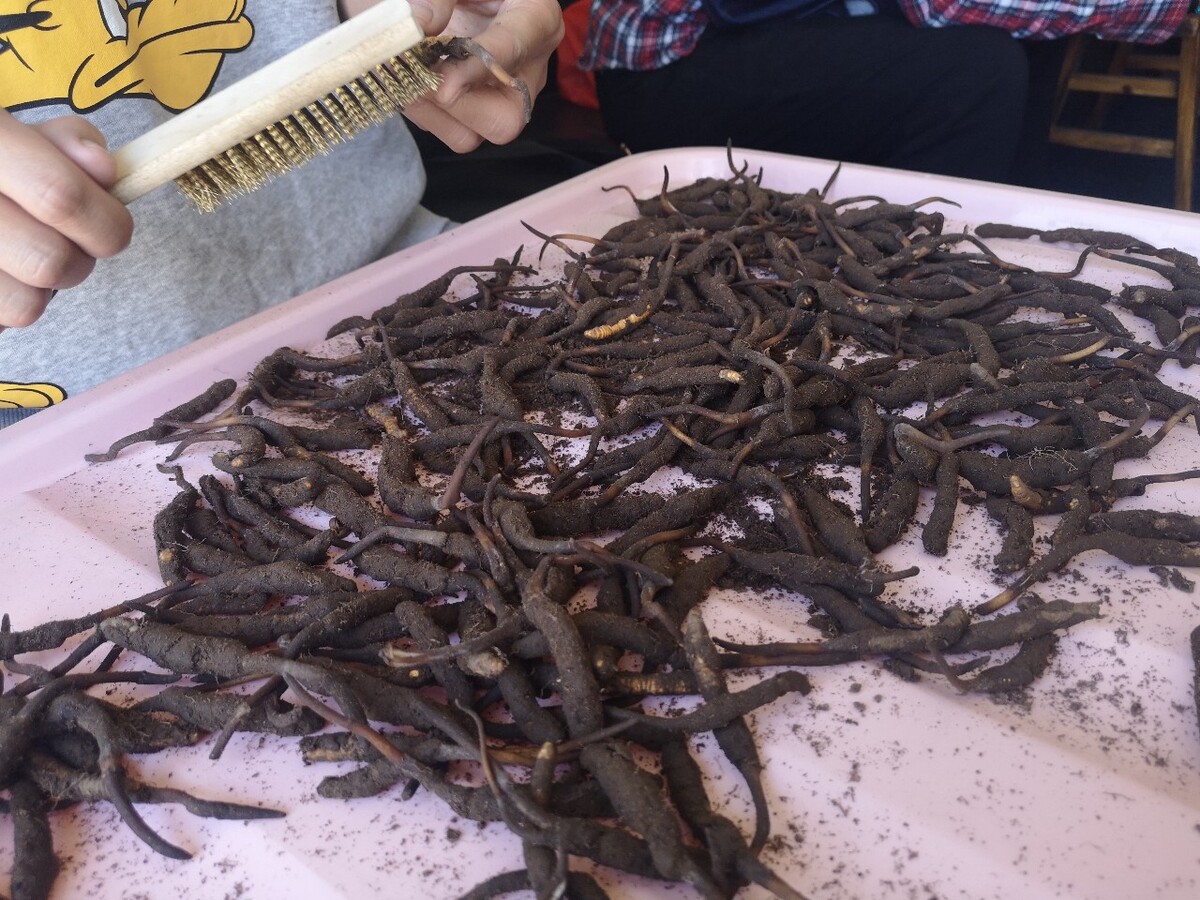 福州沙虫养殖