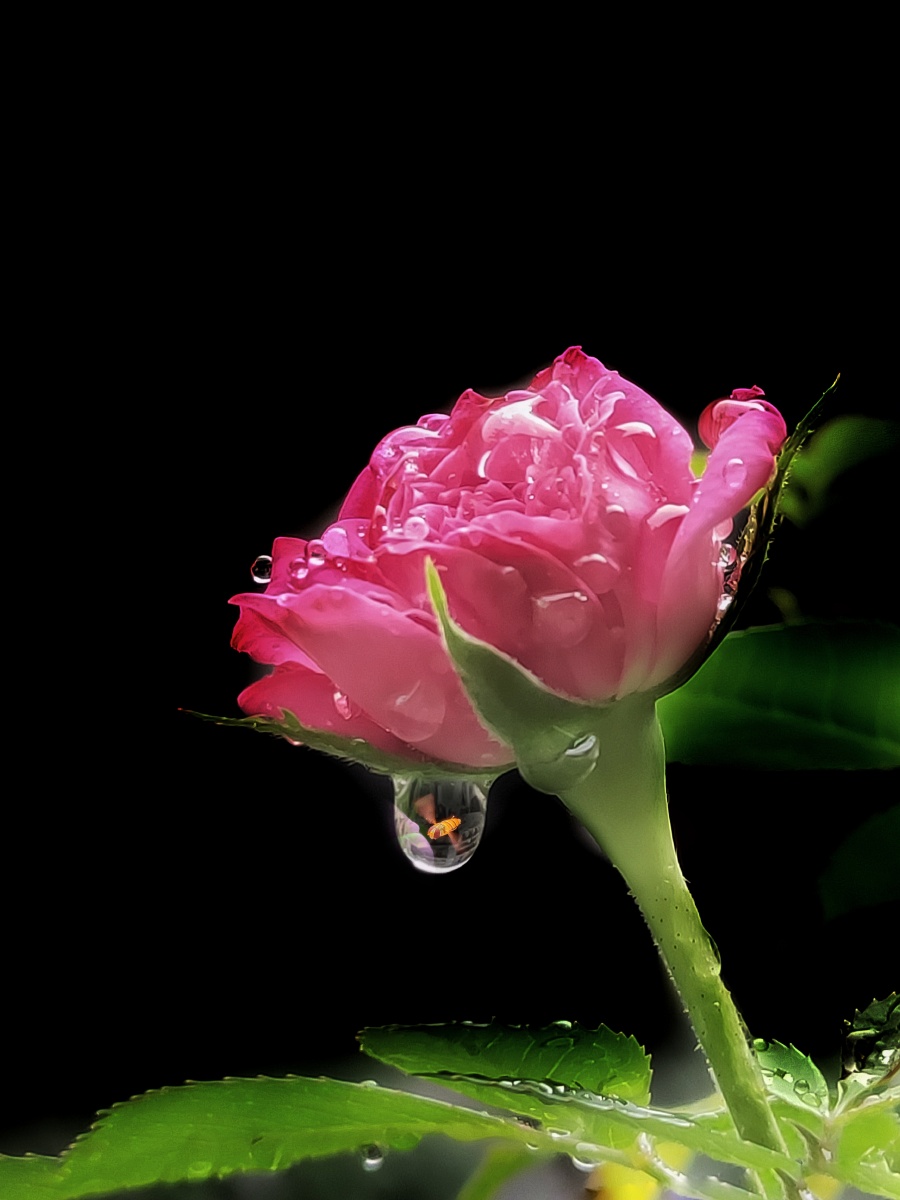 玫瑰花的那一滴泪