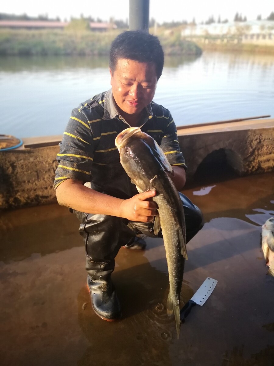 河南境内养殖鲟龙鱼