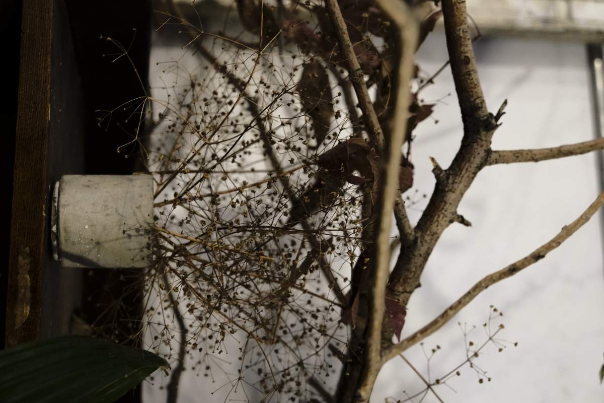 干枯的植物之美