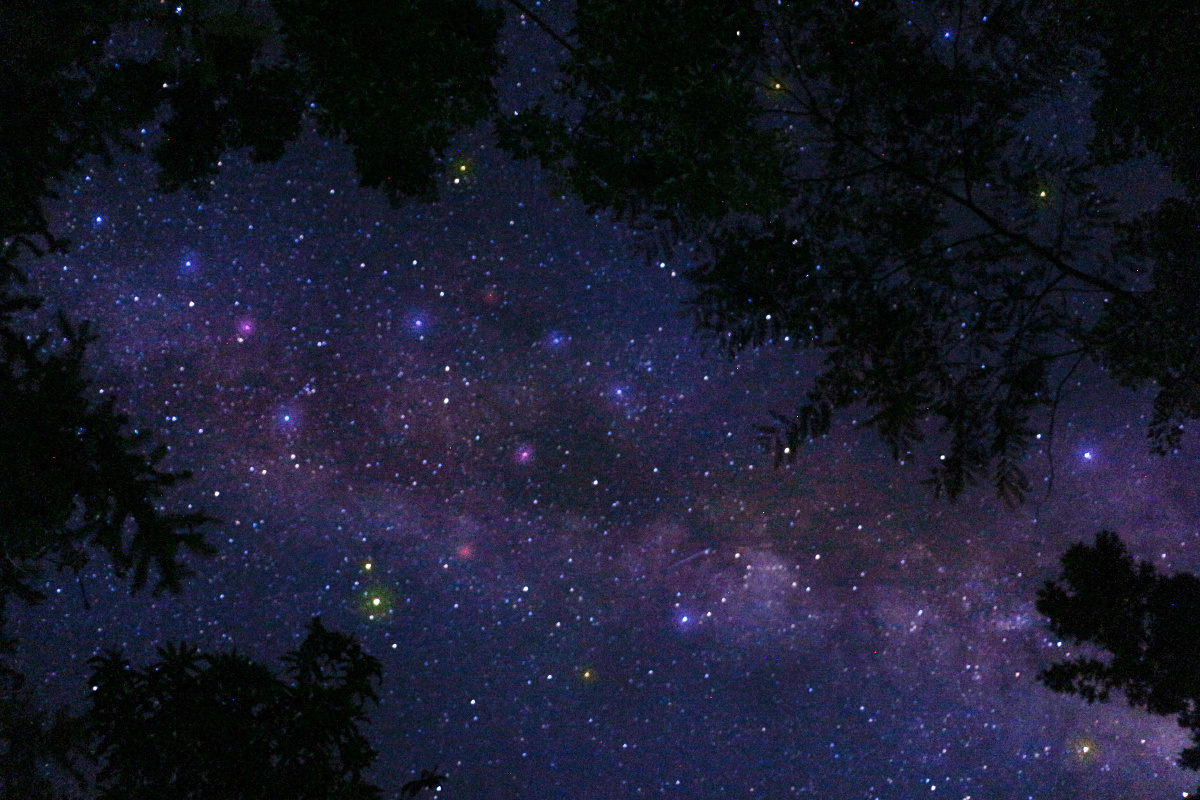 森林下的星空之约